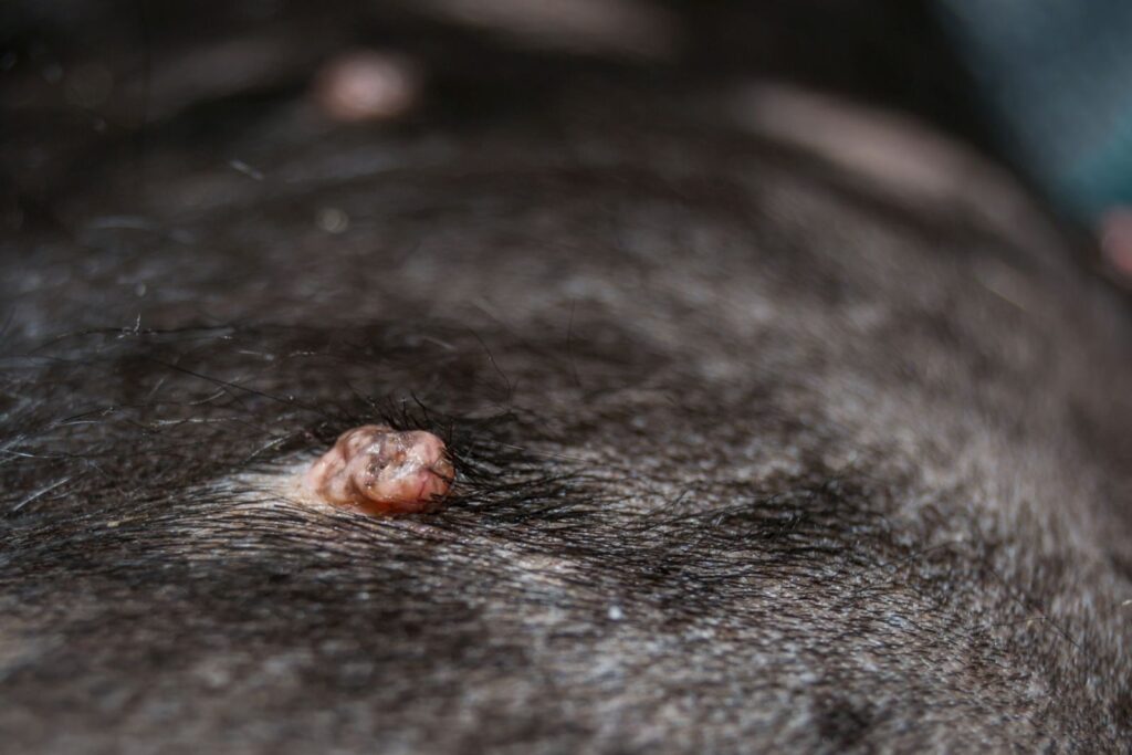 verrue vue de près sur un chien verrue vue de près sur un chien