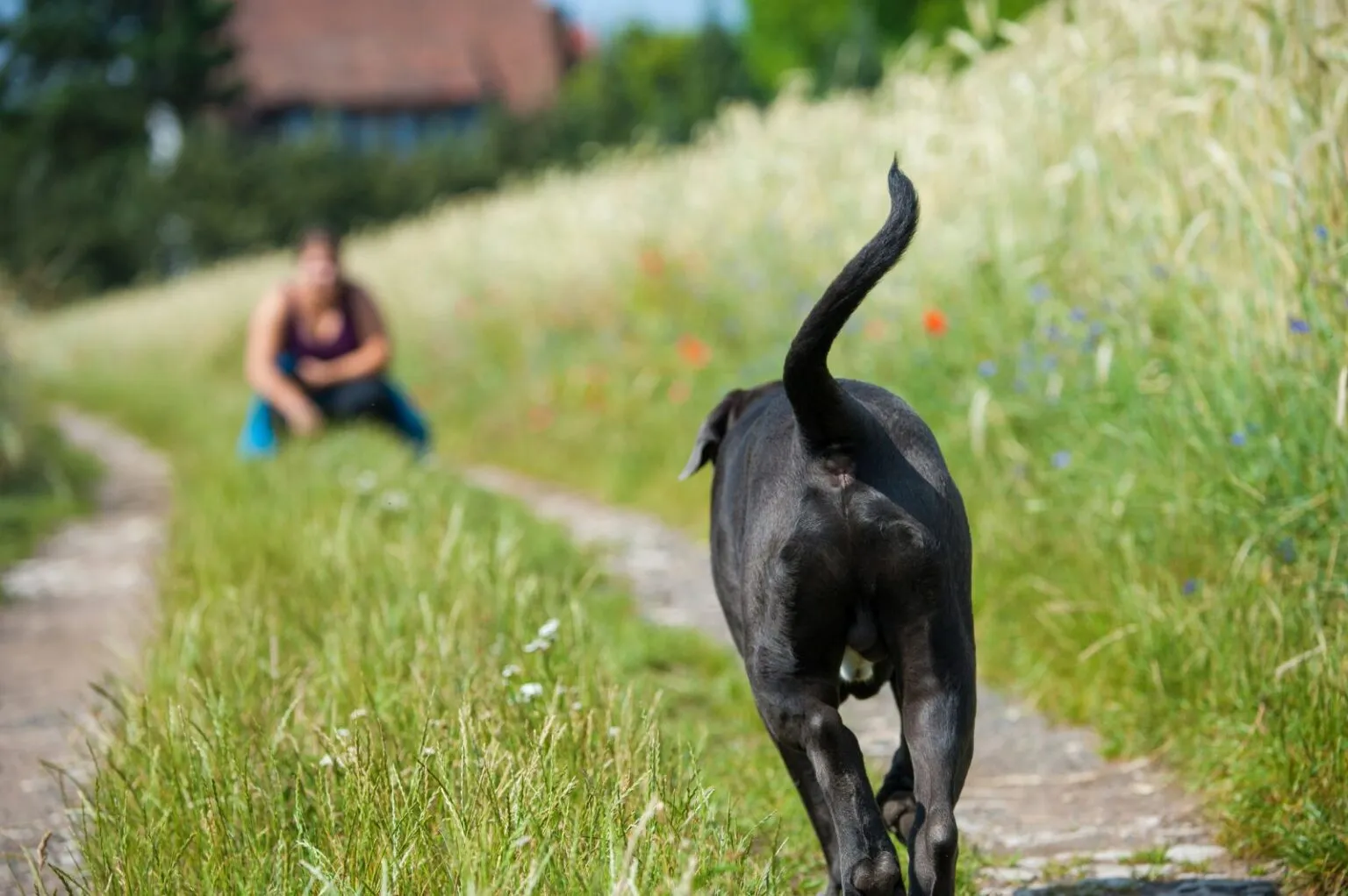 Un chien perdu retourne vers sa propri&eacute;taire
