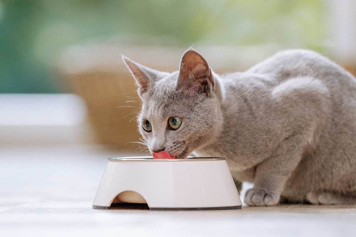 chat qui boit dans une gamelle