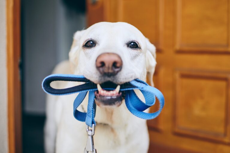 Un chien avec une laisse avant la promenade