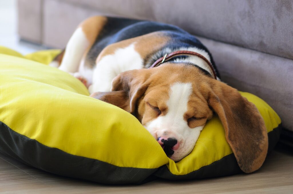 Le coussin est un accessoire indispensable pour chien