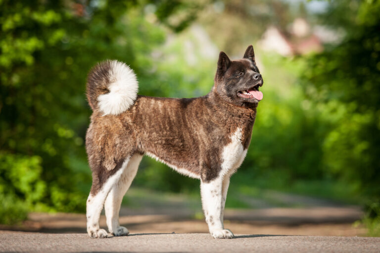 chien akita américain