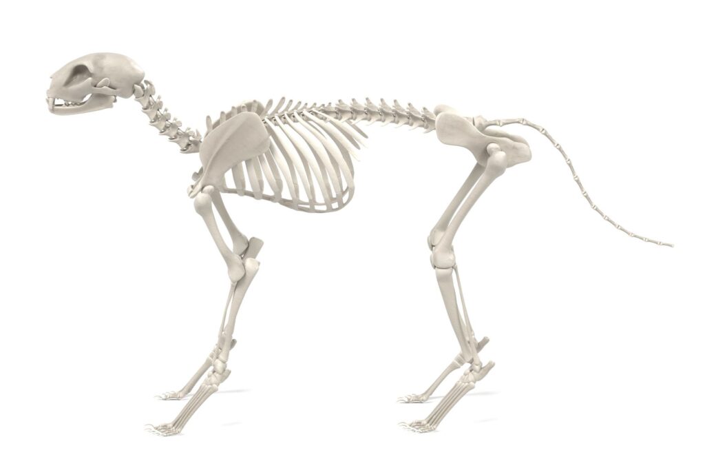 anatomie du chat 1 squelette d'un chat sur un fond blanc