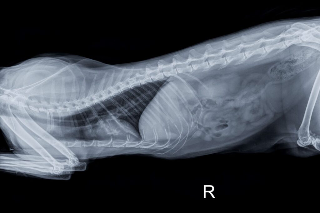 radiographie montrant l'anatomie d'un chat adulte