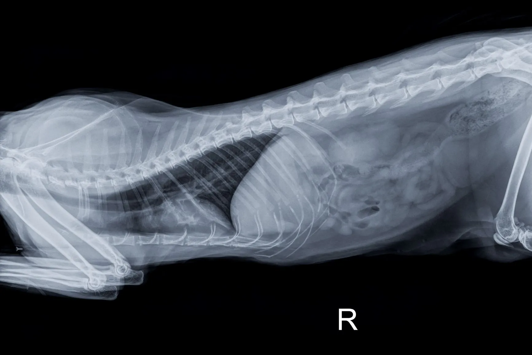 anatomie du chat 2 radiographie montrant l'anatomie d'un chat adulte