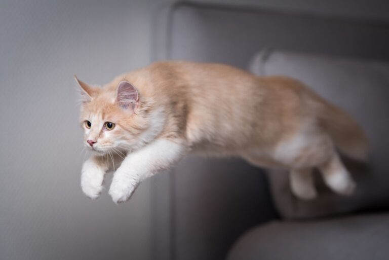 chat en plein saut