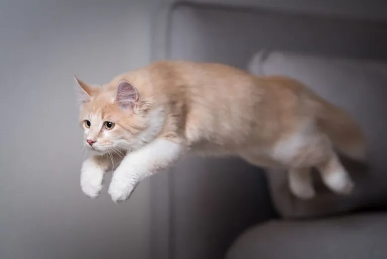 anatomie du chat chat en plein saut