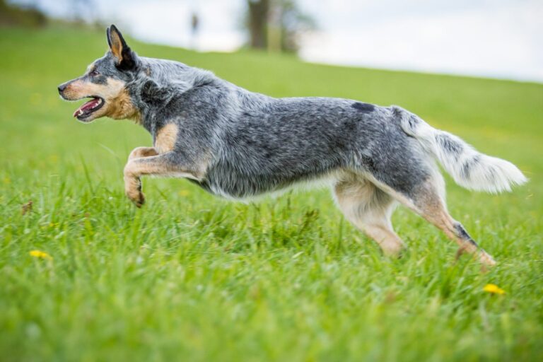 Un chien de race Bouvier australien