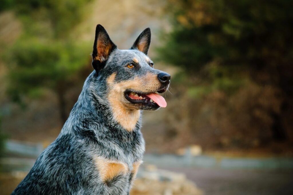 Un chien Bouvier australien loyal.