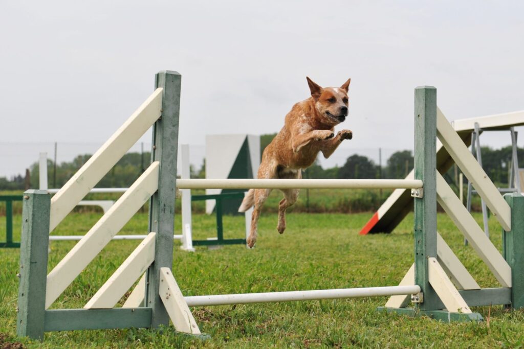 Un Bouvier australien rouge faisant de l'agility pour chien.