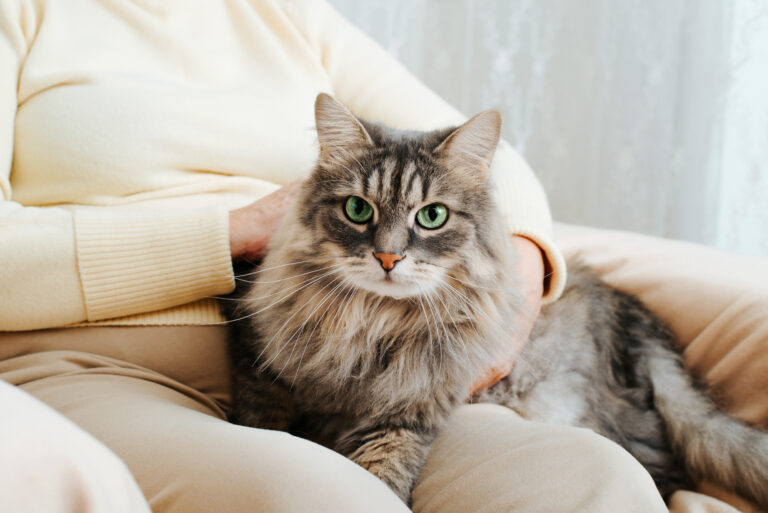 Chat couché sur la cuisse de son cat sitter