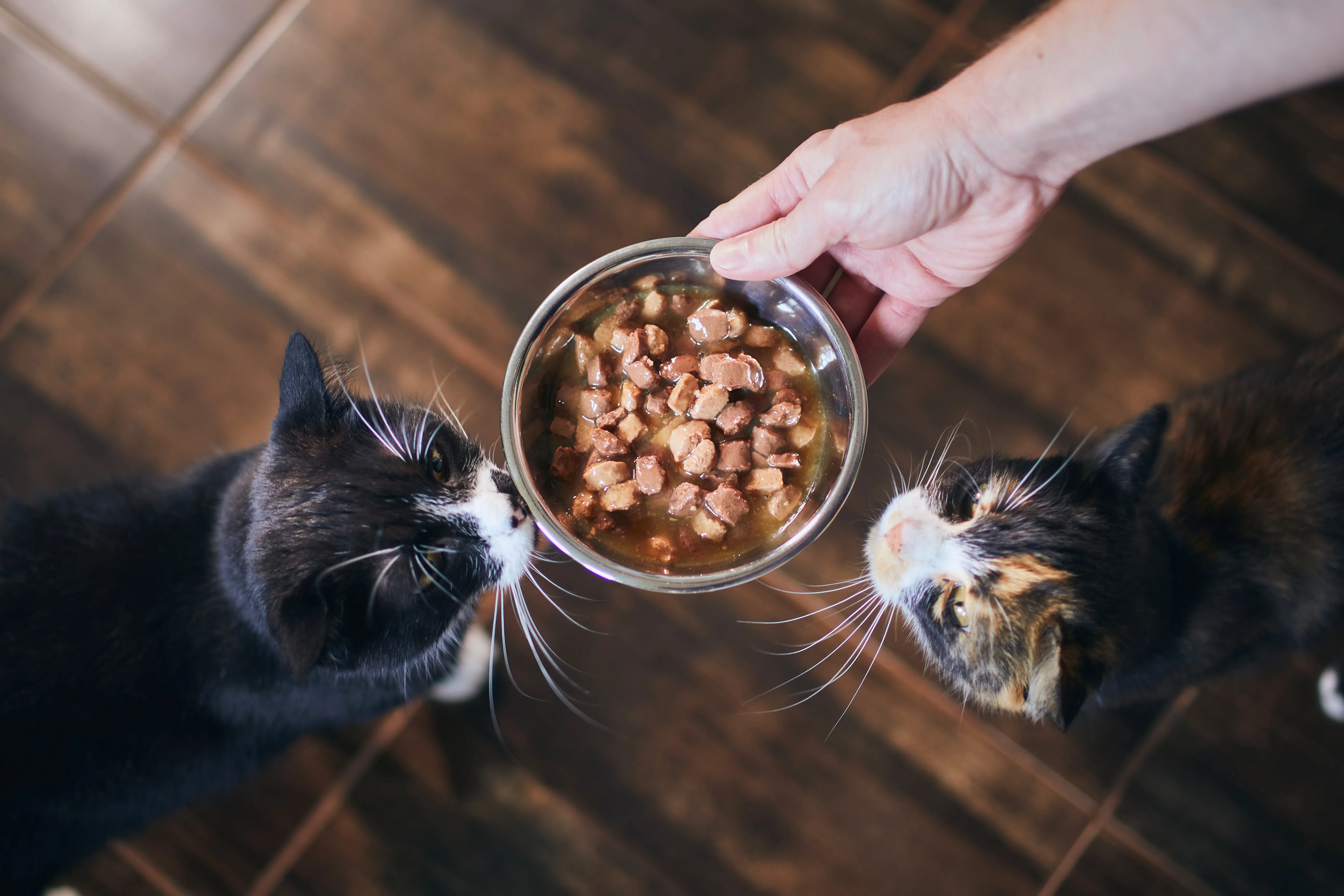Des chats avec leur gamelle Cat sitter qui nourrit des chats