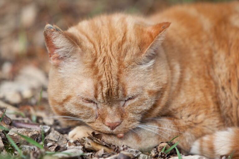 chat roux souffrant de verrus couché dans la nature