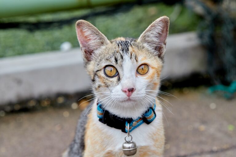 chat orange qui porte un collier à clochette