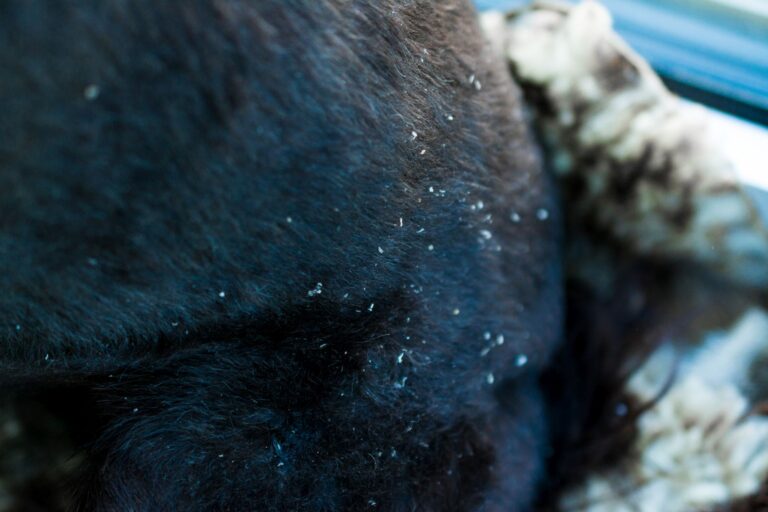 pelage d'un chien noir avec des pellicules