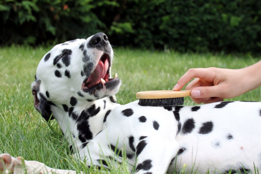 chien avec des pellicules chien avec des pellicules se faisant brosser