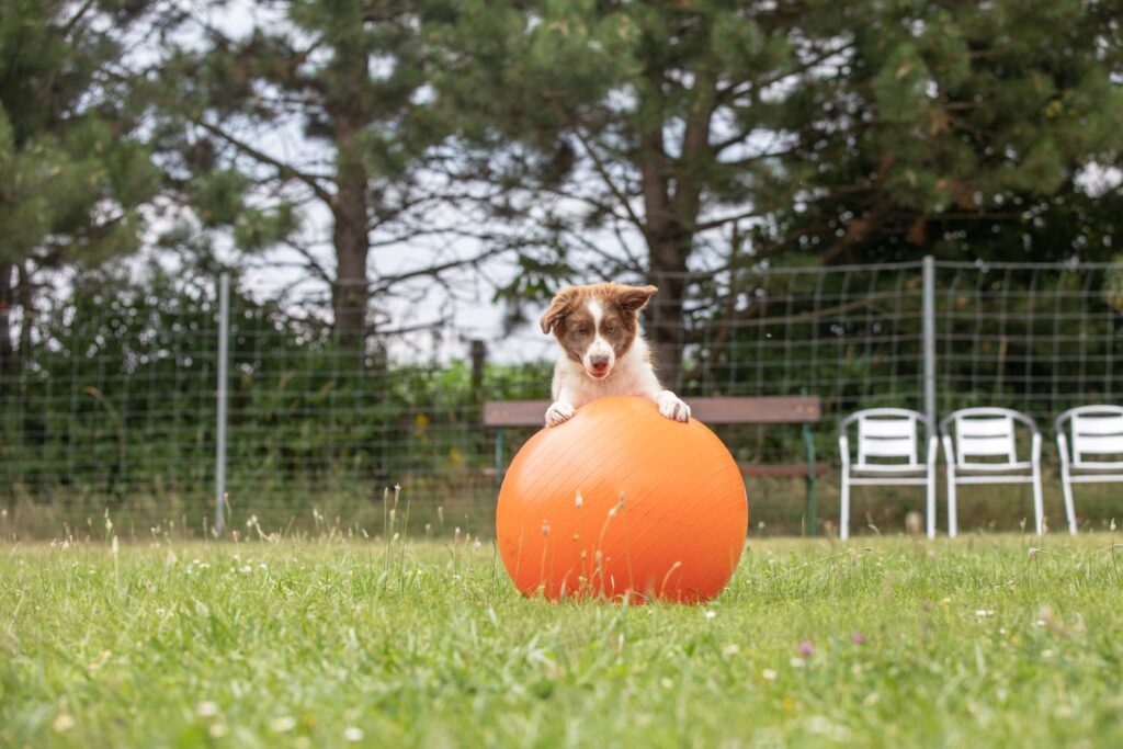 chien avec treibball chien avec treibball