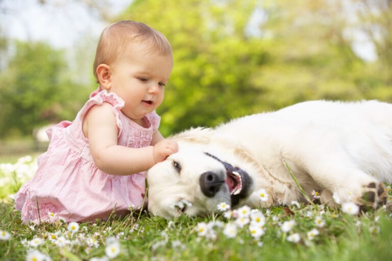 Chien et bébé s'habituant l'un à l'autre