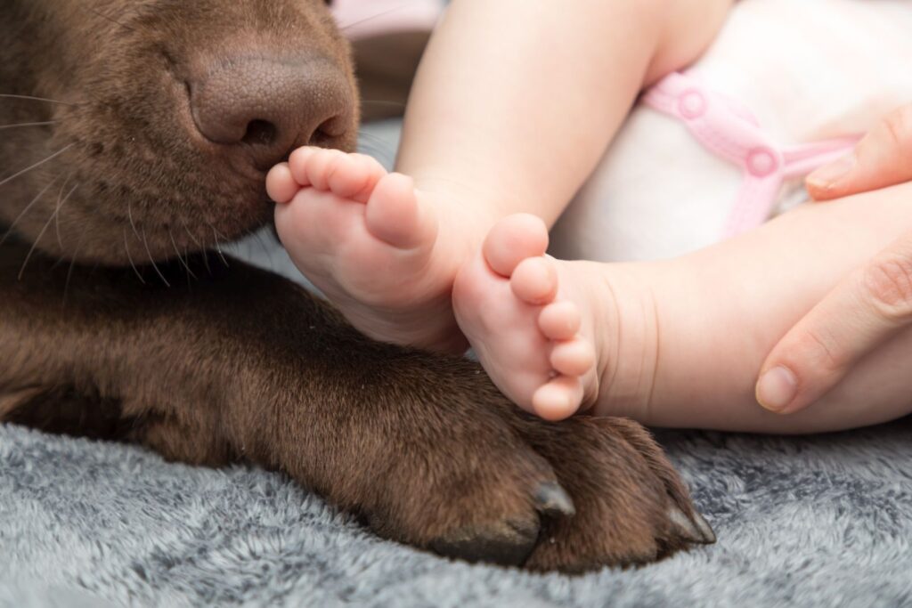 Habituer chien et bébé l'un à l'autre.