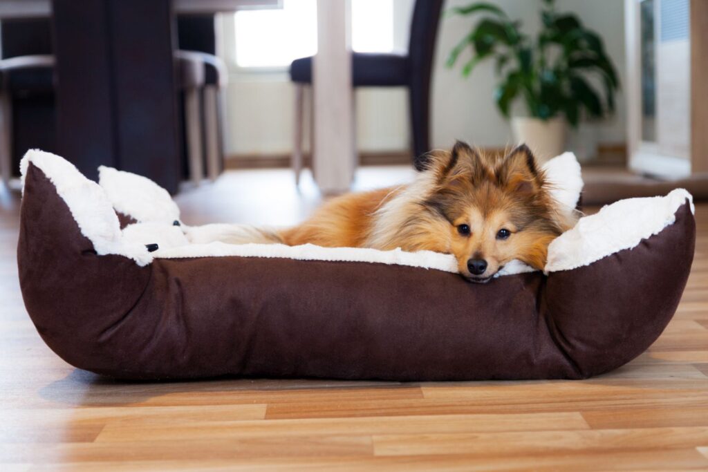 Chien et bébé ne doivent pas dormir dans la même chambre