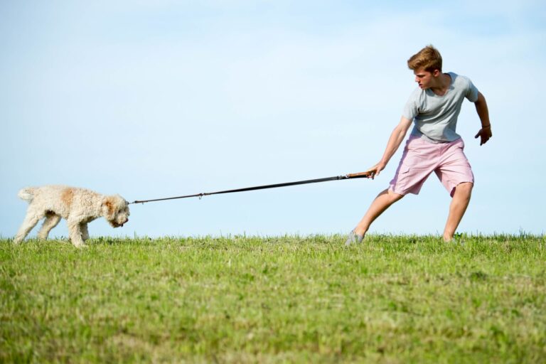 Un chien en laisse ne veut pas sortir faire ses besoins