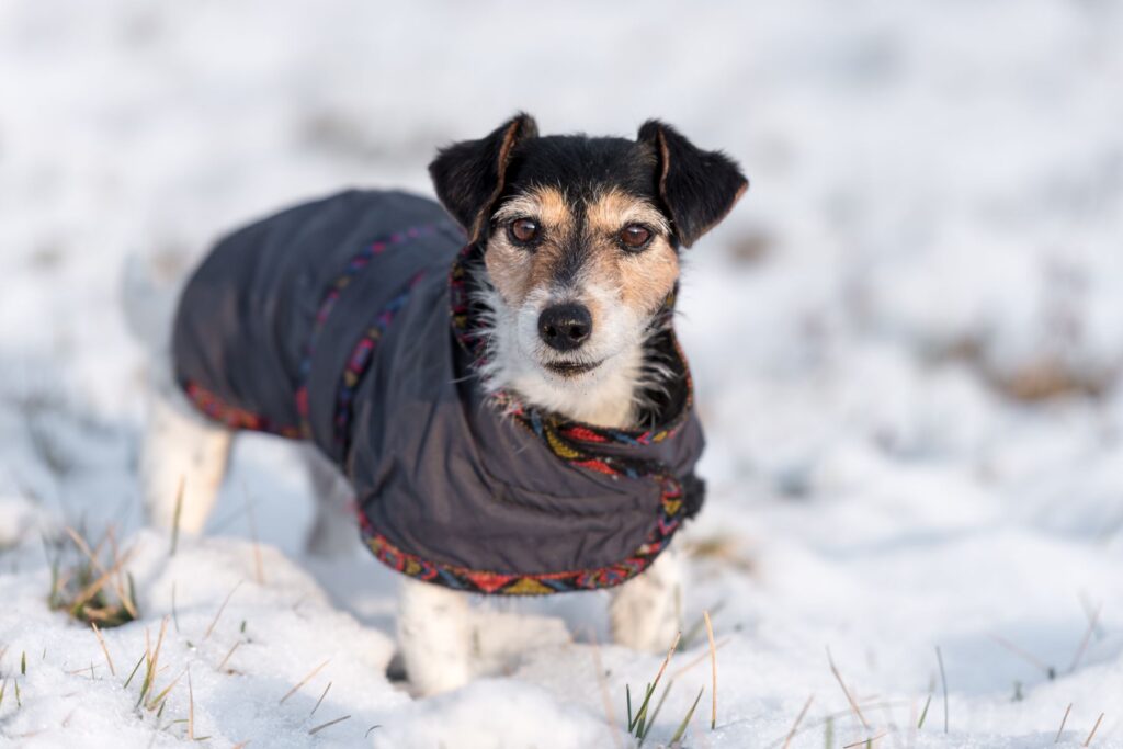 Un petit chien dans la neige avec son manteau Un petit chien qui ne veut pas sortir de la maison sans son manteau