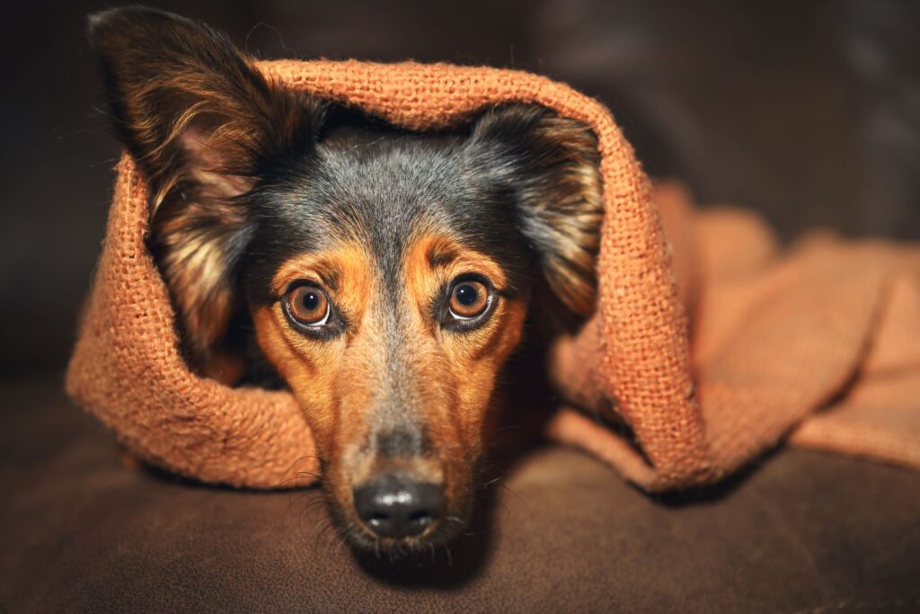 Chien qui halète sous une couverture orange