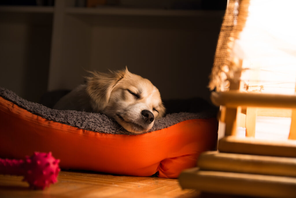 Chien qui halète