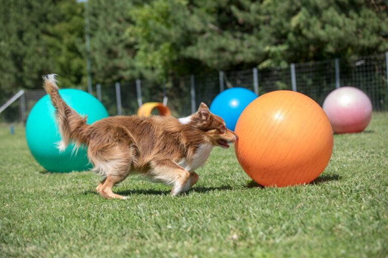 chien qui joue au treibball dans l'herbe