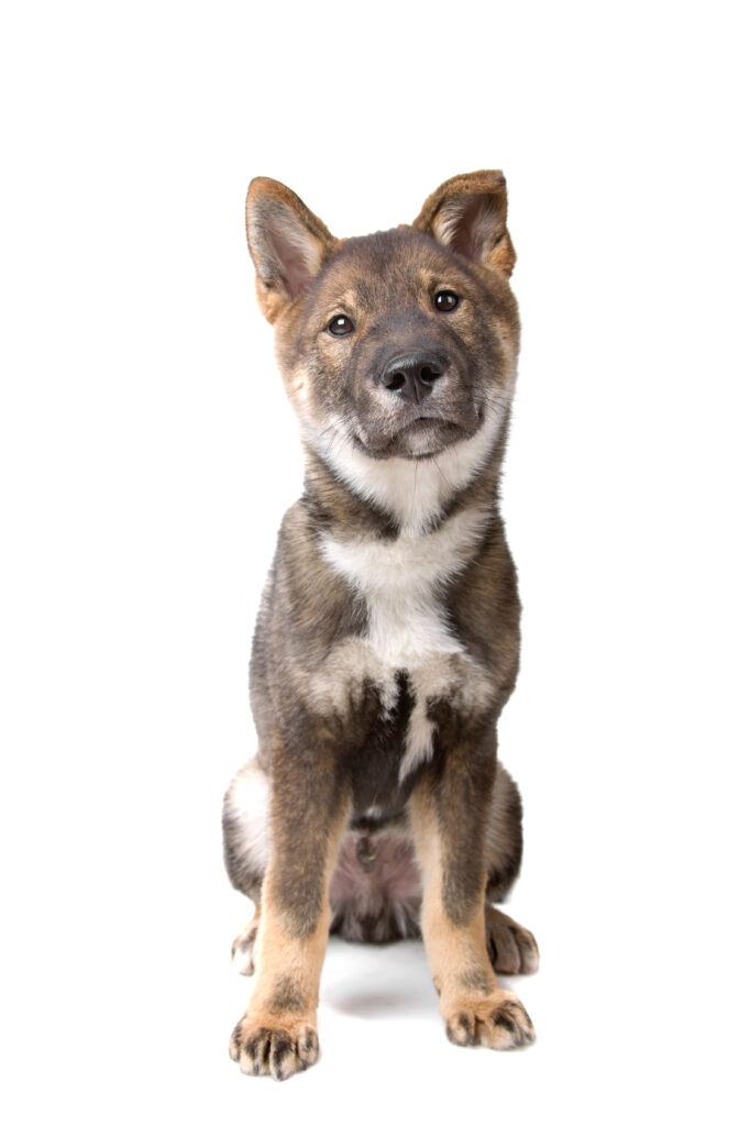 chiot shikoku sur un fond blanc