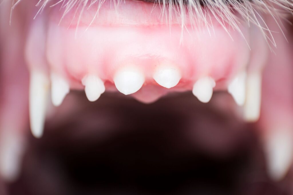 dents de lait chien 1 dents de lait d'un chien vues de près