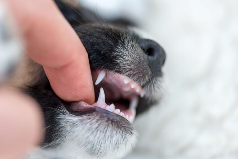dents de lait d'un chien
