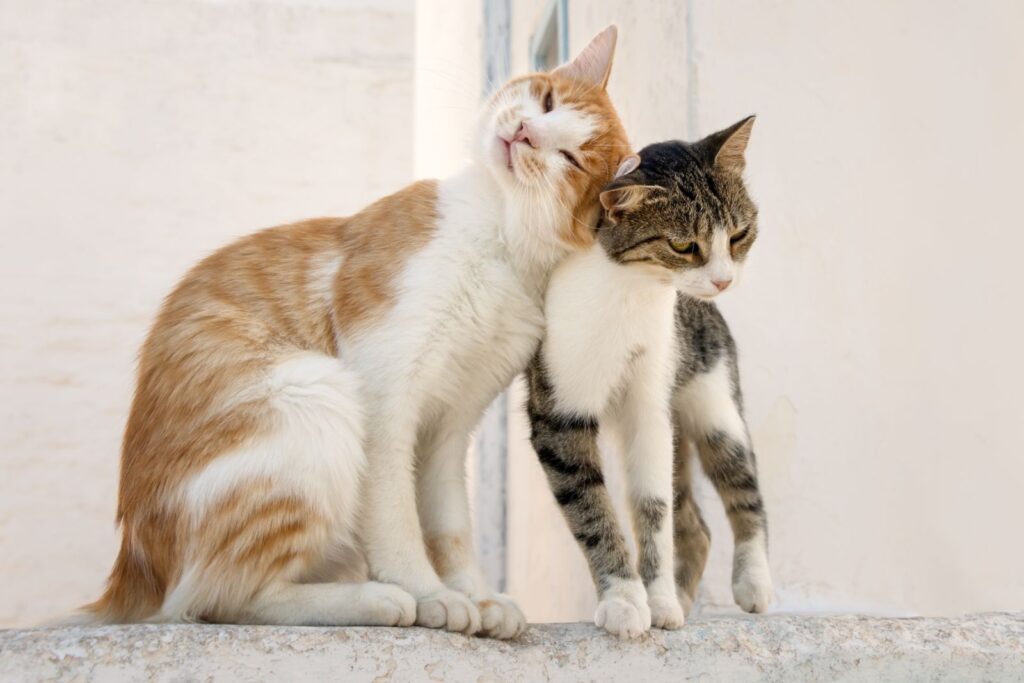 deux chats ayant des verrues qui se frottent l'un à l'autre