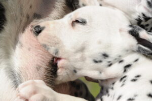 petit chiot dalmatien qui tête sa mère vite jusqu'à en avoir le hoquet