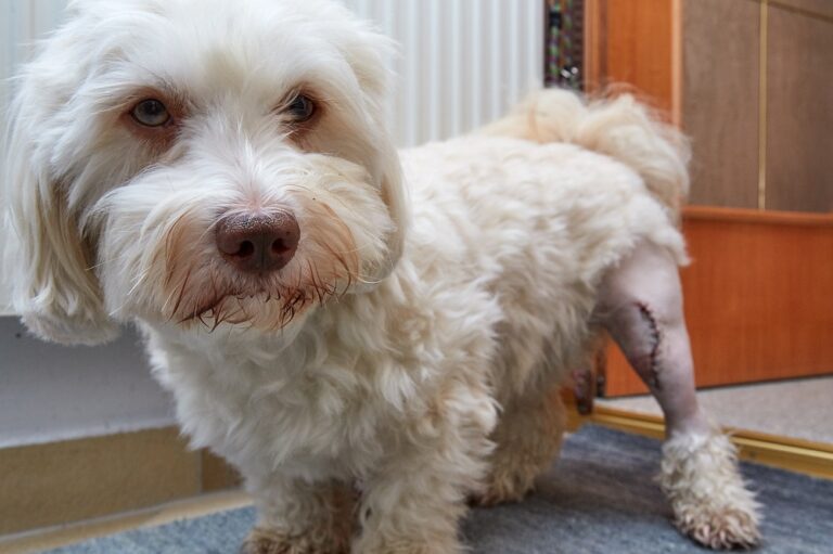 chien havanais sortant d'une opération pour traiter la luxation de la rotule