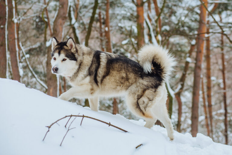 malamute de l'alaska qui marche dans une forêt enneigée