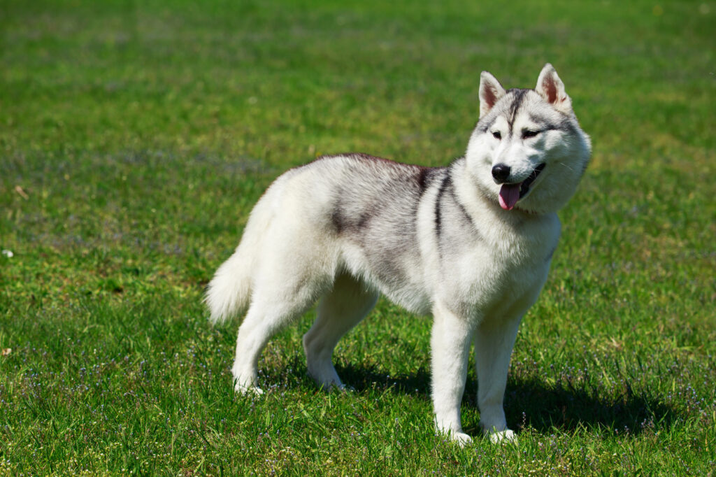 malamute de l'alaska blanc dans l'herbe