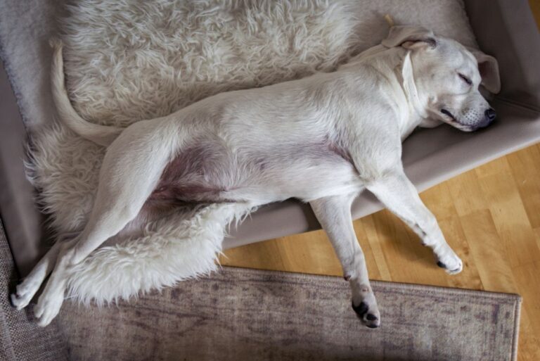 chien souffrant de métrite couché sur un canapé