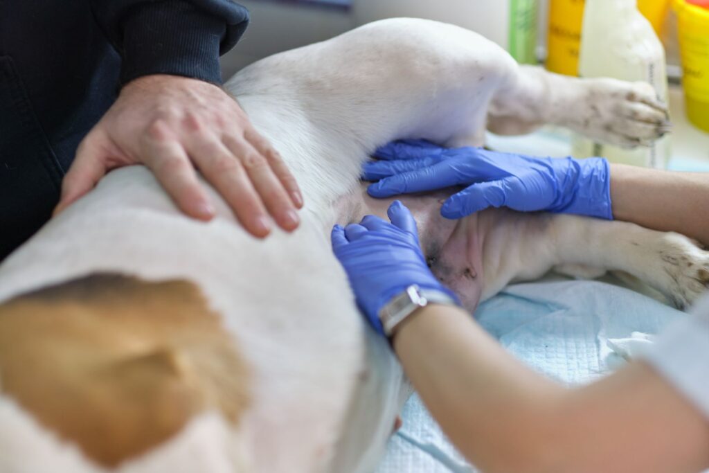 chien souffrant de métrite se faisant examiner chez le vétérinaire