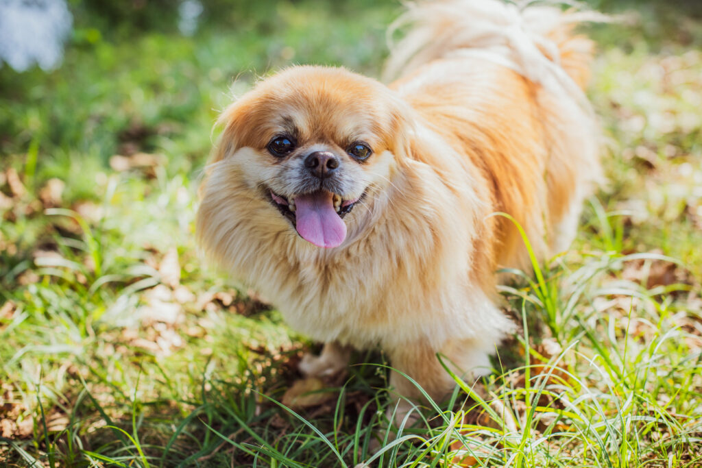 chien pékinois dans l'herbe