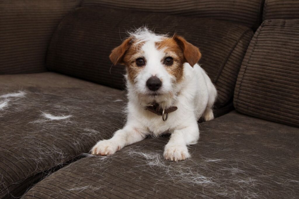 chien qui a perdu ses poils sur un canapé