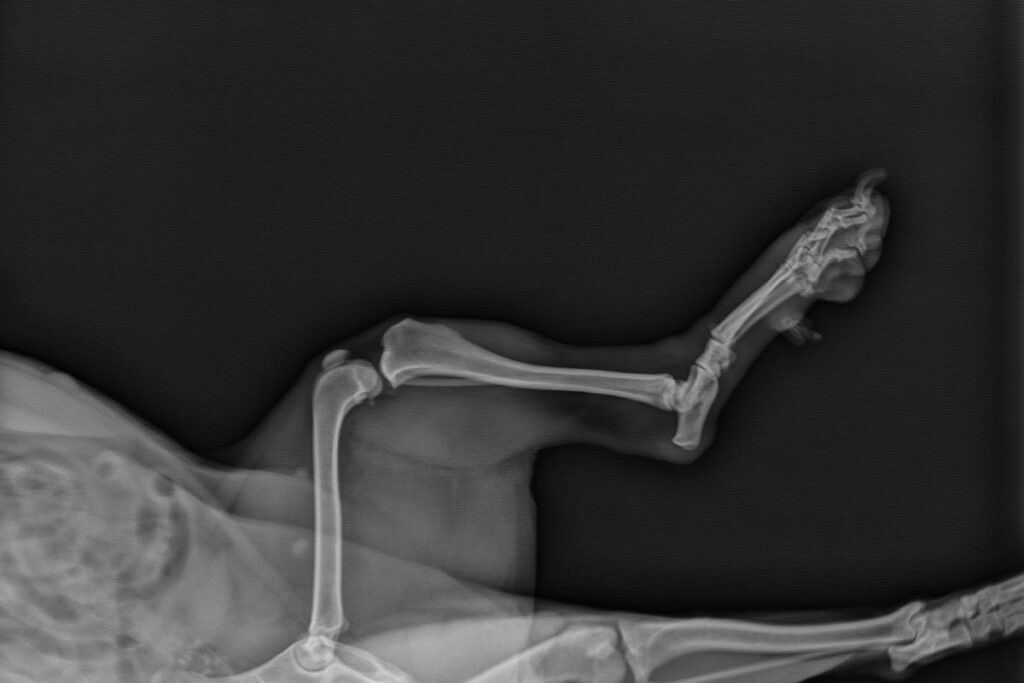 radiographie montrant la luxation de la rotule d'un chien