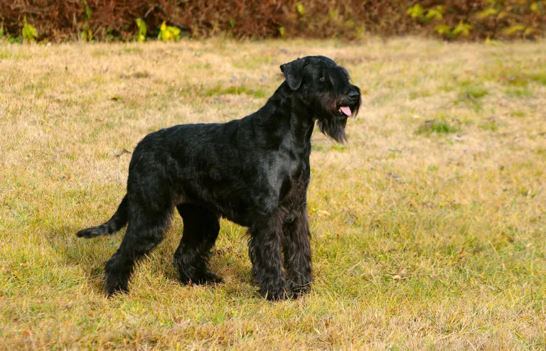 schnauzer géant debout dans l'herbe