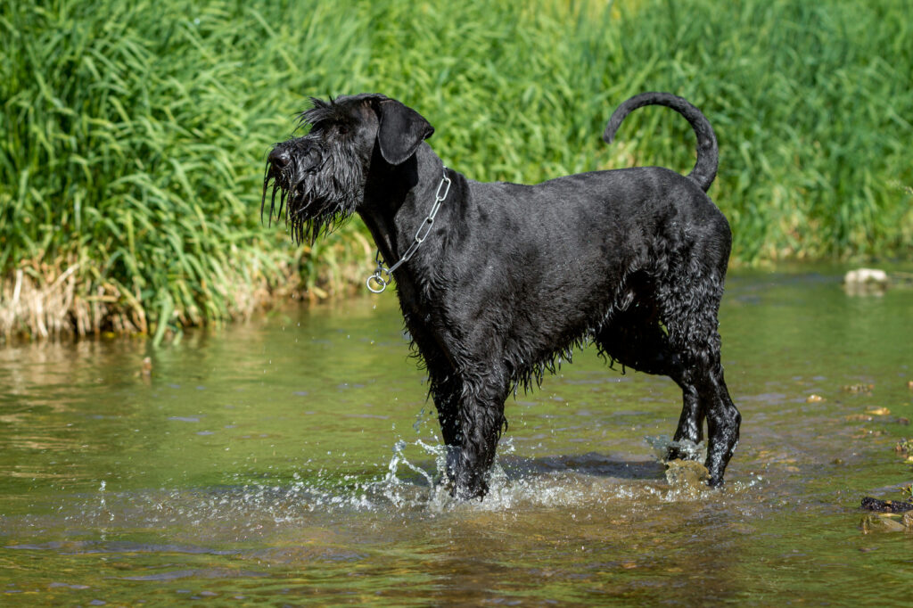 schnauzer géant dans l'eau