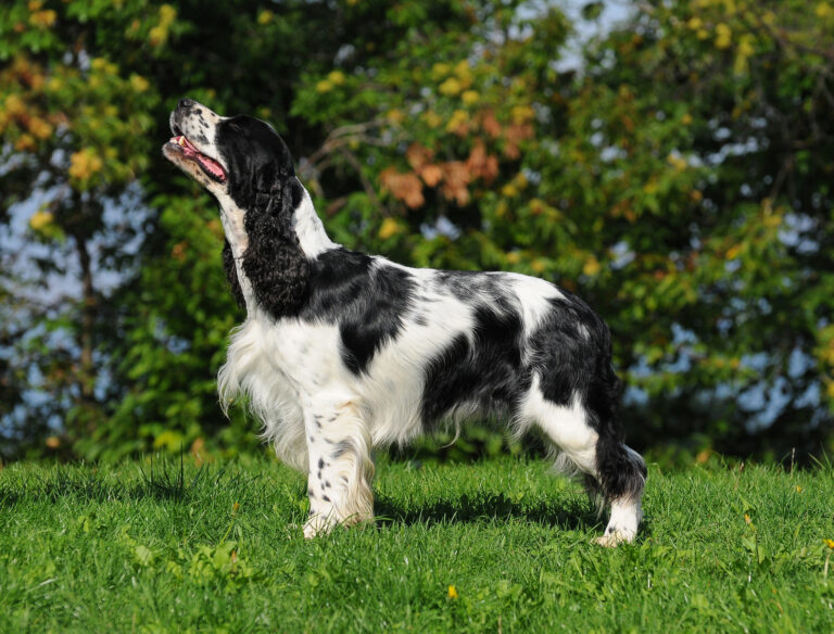 springer anglais noir et blanc dans l'herbe