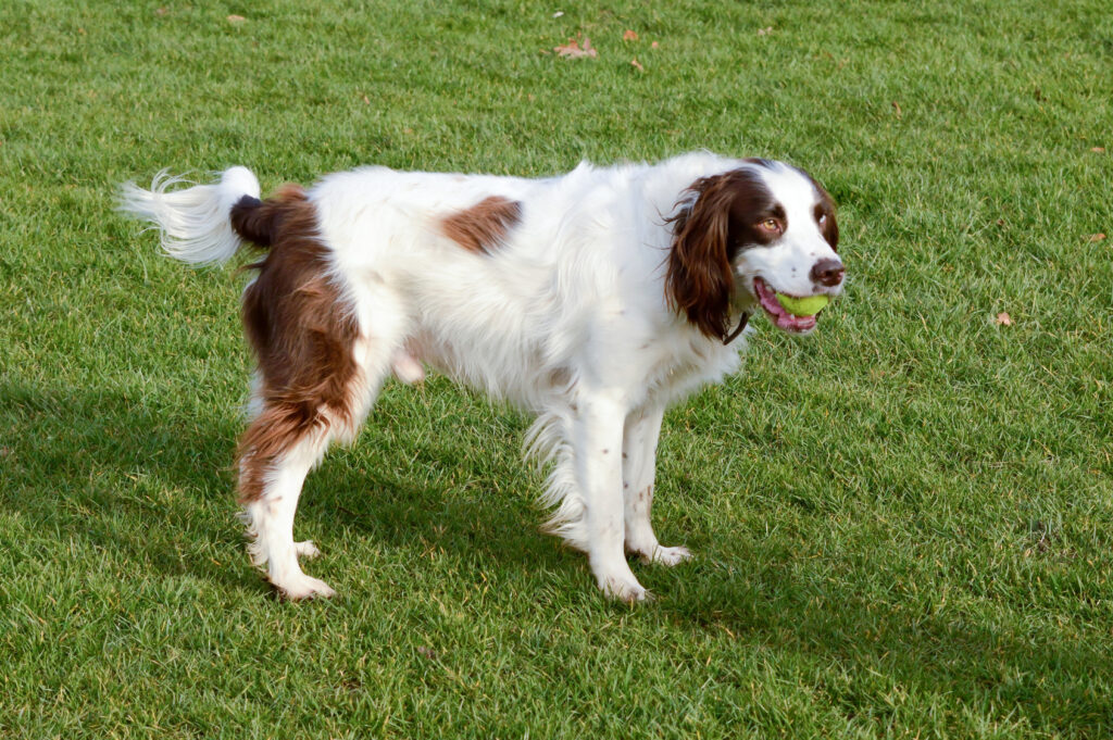 springer anglais dans l'herbe