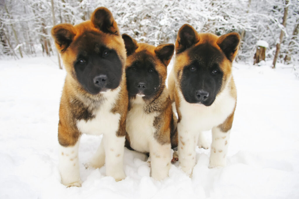 trois chiots akita américain dans la neige