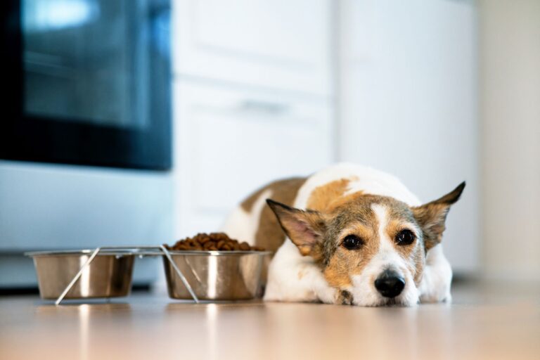 Les chiens souffrant de MICI ressentent une perte d'appétit