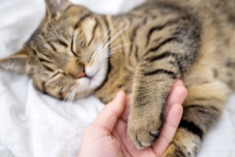 La fatigue est un symptôme d'une anémie du chat