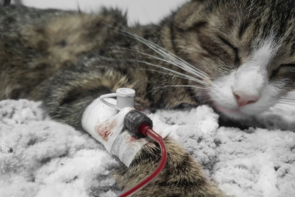 Une anémie du chat peut être traitée par perfusion sanguine